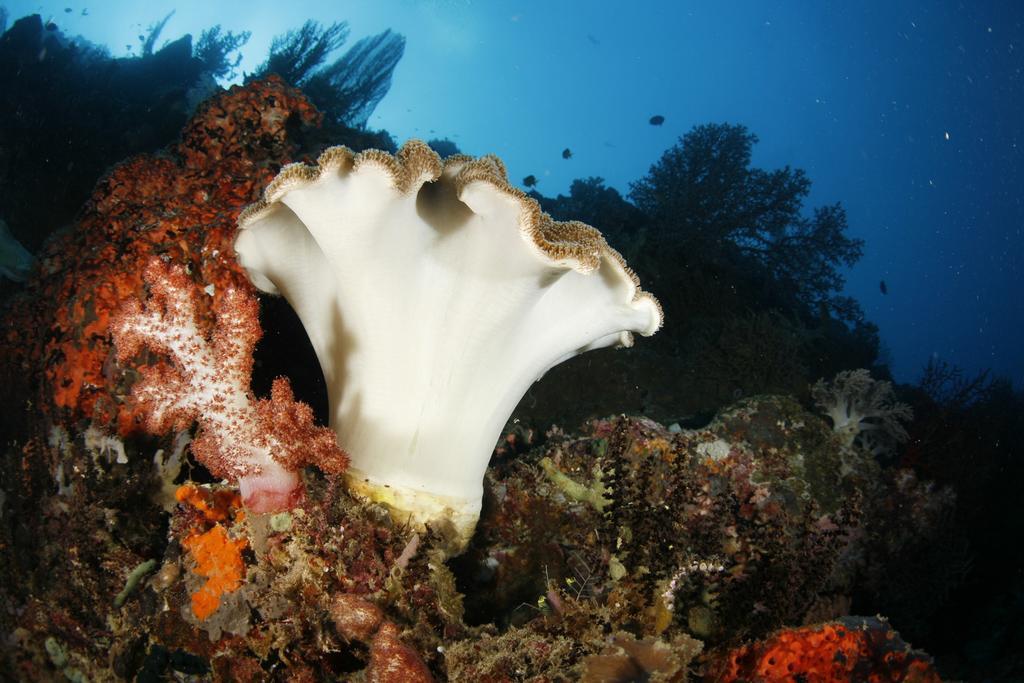 Ganesha Coral Reef Villas Umeanyar Exterior photo